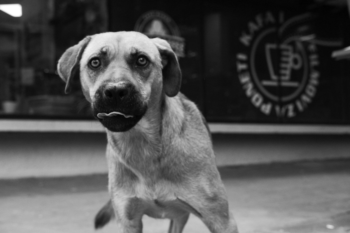 UrosNovakovic2's tweet photo. Lazy Dog
#belgraders #belgrade #dorcol #dog #streetphotography #streetsofbelgrade #streetdog #blackandwhite https://t.co/i2vR233720
