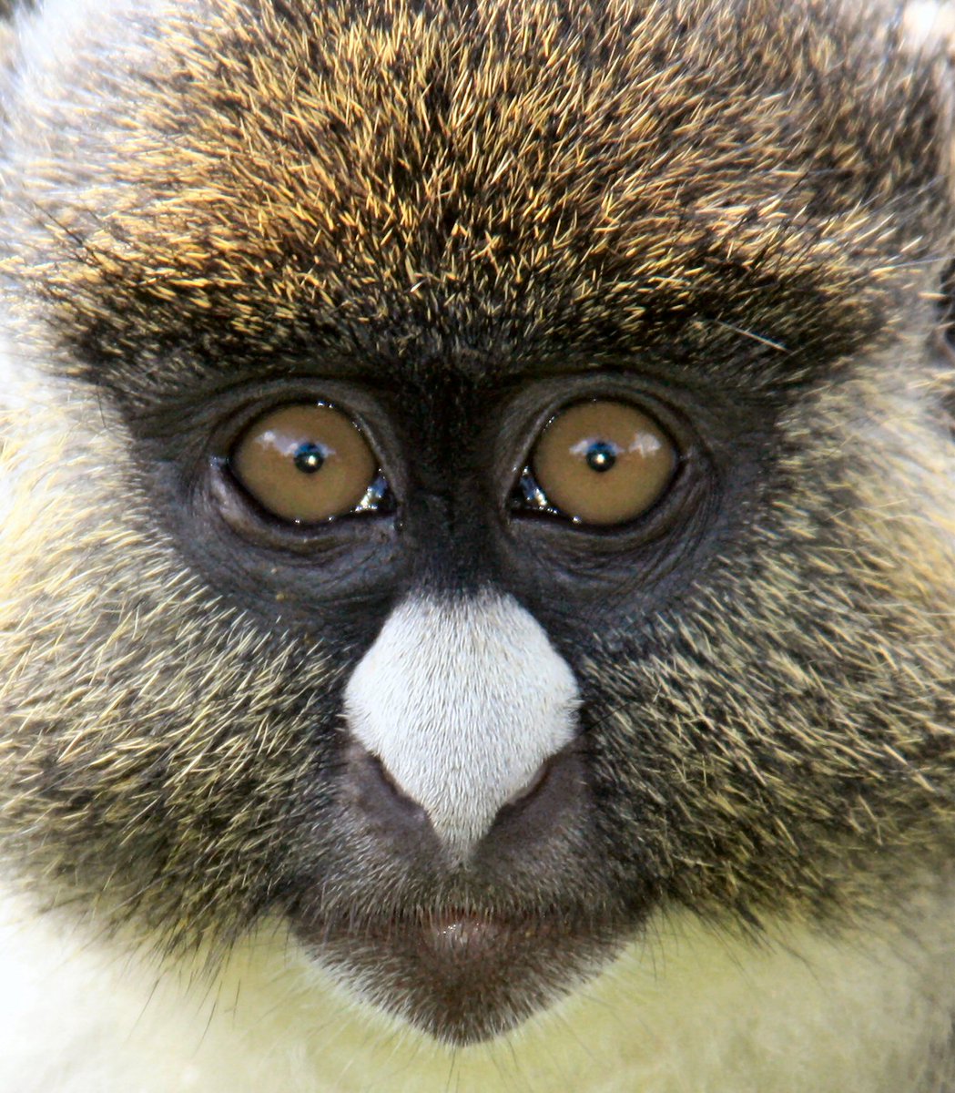 RichardSsuna's tweet photo. Guenon moms are killed (bushmeat) & babies kept (pets) as a result of logging roads expanding into their habitat. Large-scale #deforrestation for cash-crop plantations have reduced the forest cover by 15% of the former extent in W. Africa #boycott4wildlife #Animals #Wildlife https://t.co/N49hNZ3xA0