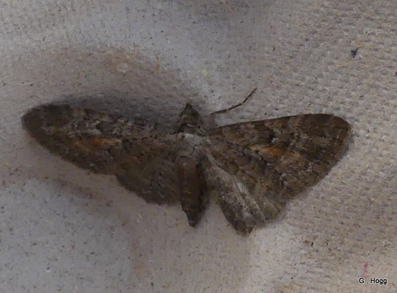 @kattyponder  @MarkCubitt  Hi Folks , Wonder if you know local status of Cognata form of tawny speckled pug . Don't think I've had one before .