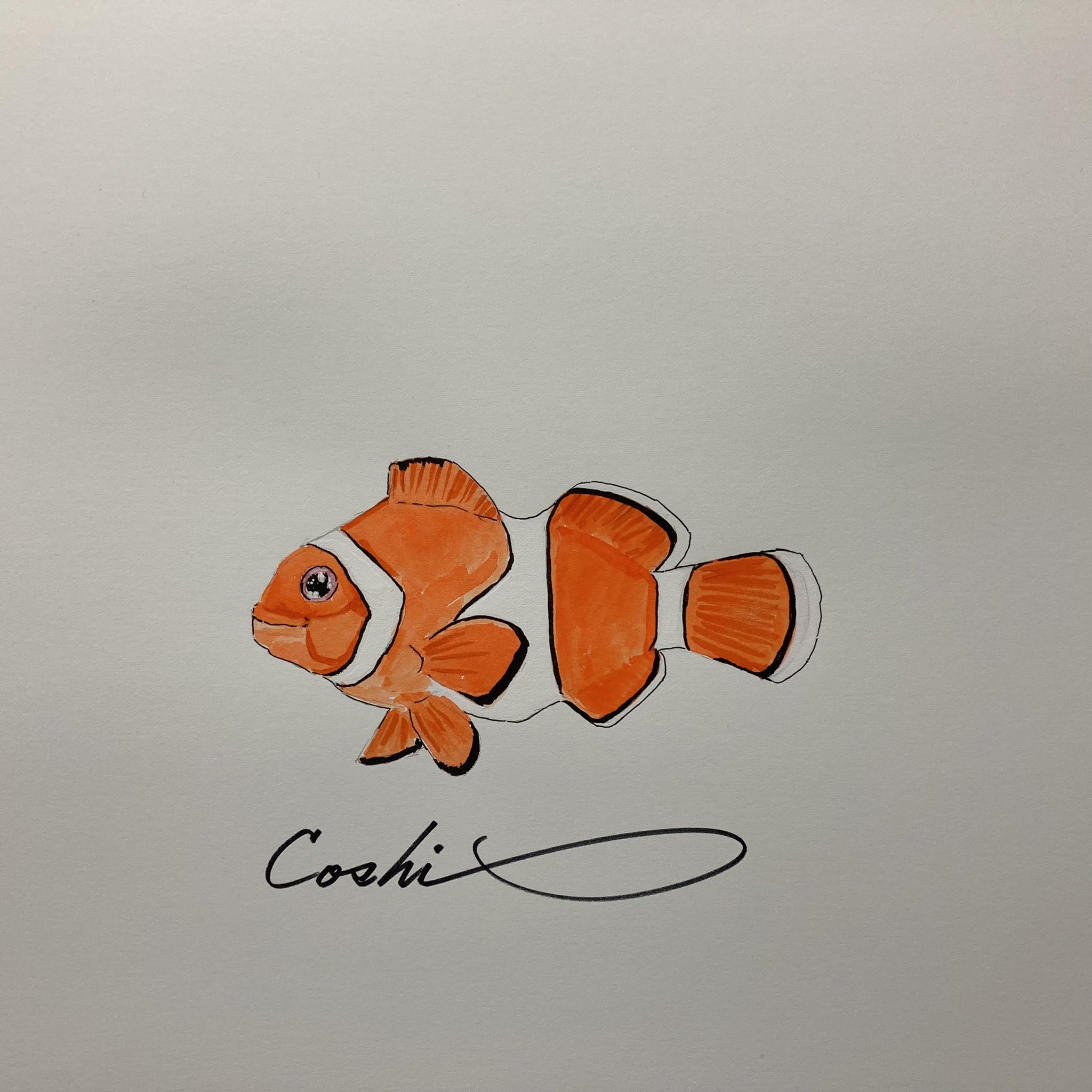 Coshi Wylde カクレクマノミを描いてみました Art Fineart Drawing Watercolorpaintig Clownfish カクレクマノミ スズキ目 スズメダイ科 海水魚 熱帯魚 アクアリウム Fish 魚 絵 Illustrator Illustrate イラスト イラスト好きな人と
