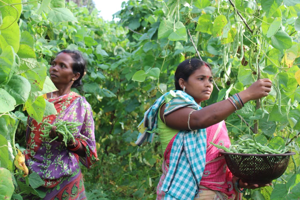 PRADIPKSWAIN's tweet image. Smile prevails among tribal women farmers by forming beans clusters in Mahasingh, K.Nuagaon, Kandhamal supported by ITDA, Baiguda. @CMO_Odisha @MoSarkar5T @stscdev @krushibibhag @missionsakti @DMKandhamal  @BhubaneswarOuat @prchoudhury @HariPab @RTandon_PRIA @AIFoundation