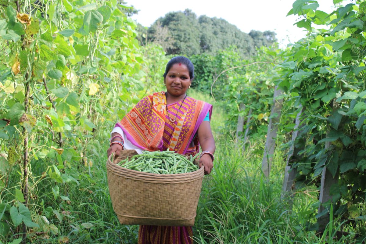 PRADIPKSWAIN's tweet image. Smile prevails among tribal women farmers by forming beans clusters in Mahasingh, K.Nuagaon, Kandhamal supported by ITDA, Baiguda. @CMO_Odisha @MoSarkar5T @stscdev @krushibibhag @missionsakti @DMKandhamal  @BhubaneswarOuat @prchoudhury @HariPab @RTandon_PRIA @AIFoundation
