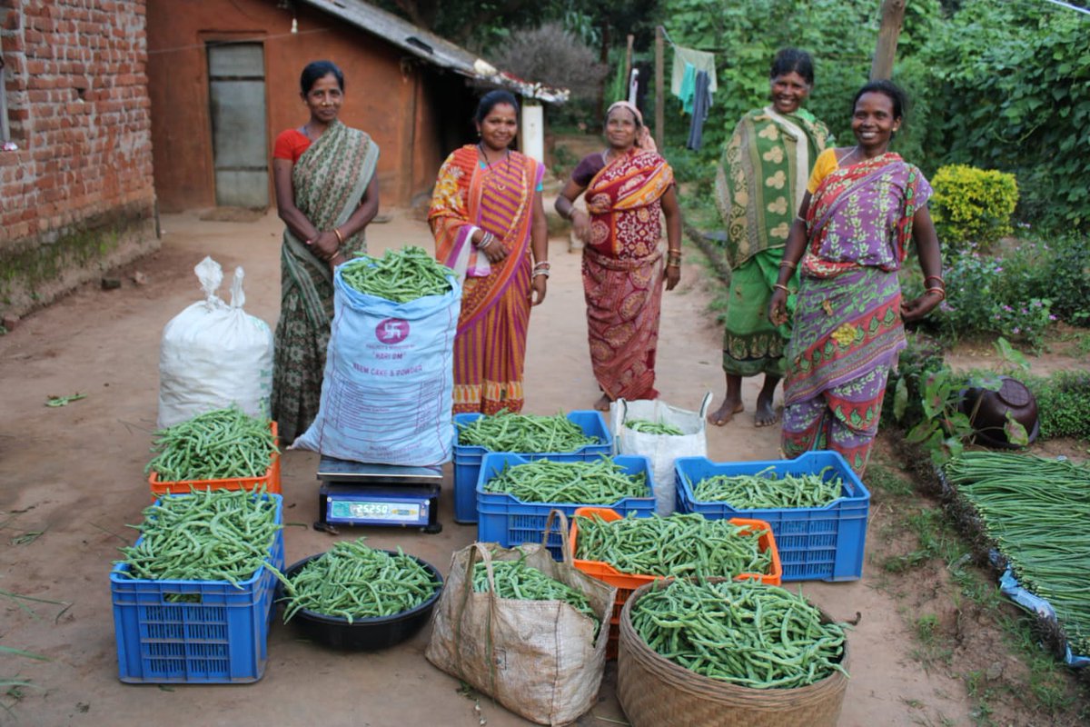 PRADIPKSWAIN's tweet image. Smile prevails among tribal women farmers by forming beans clusters in Mahasingh, K.Nuagaon, Kandhamal supported by ITDA, Baiguda. @CMO_Odisha @MoSarkar5T @stscdev @krushibibhag @missionsakti @DMKandhamal  @BhubaneswarOuat @prchoudhury @HariPab @RTandon_PRIA @AIFoundation