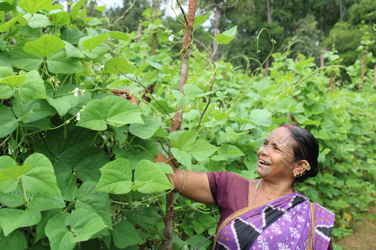 PRADIPKSWAIN's tweet image. Smile prevails among tribal women farmers by forming beans clusters in Mahasingh, K.Nuagaon, Kandhamal supported by ITDA, Baiguda. @CMO_Odisha @MoSarkar5T @stscdev @krushibibhag @missionsakti @DMKandhamal  @BhubaneswarOuat @prchoudhury @HariPab @RTandon_PRIA @AIFoundation