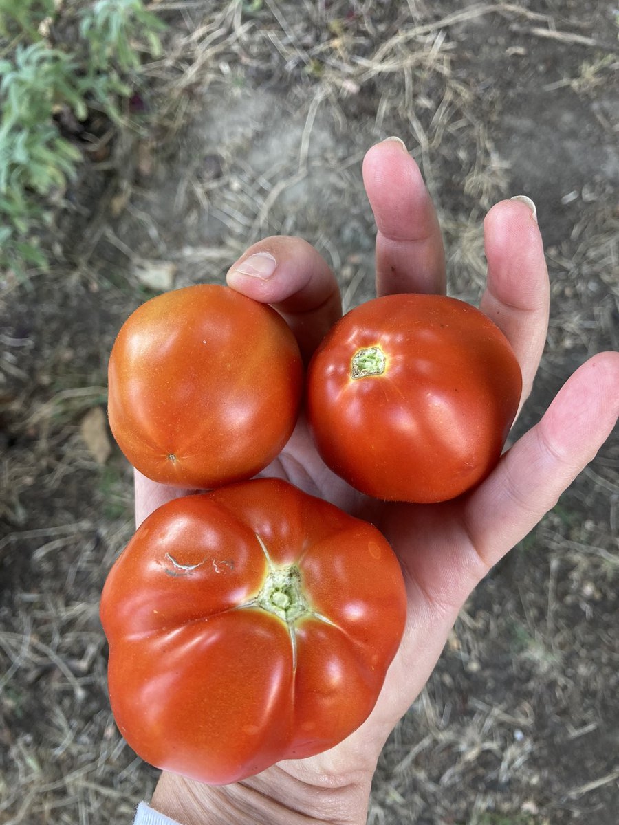 accrolaine's tweet photo. Hello du #potager et bon dimanche ! #ipomee #tomate #jardinage https://t.co/cEvxDoUxuJ