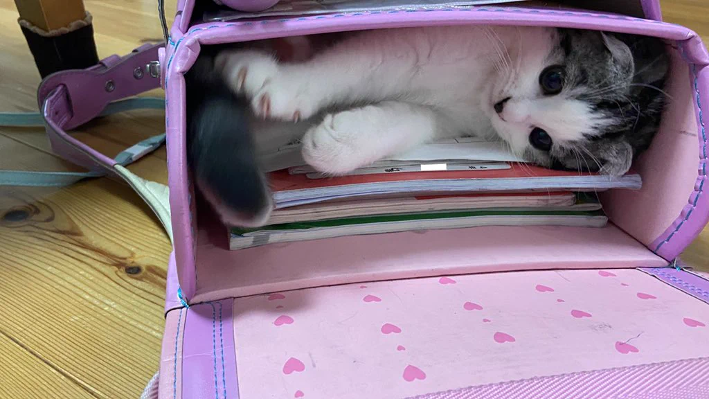 ランドセルに入れば、きっとずっと一緒にいられるw可愛すぎる猫の行動