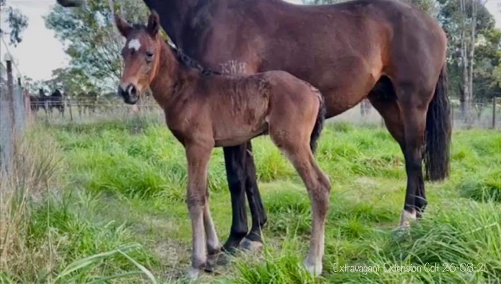 langbrosracing's tweet image. First foal of the season landed this week - a nice leggy colt by ⁦@NewhavenPark⁩ stallion XTRAVAGANT Thanks to the team ⁦@RedbankNorth⁩ who do a fantastic job with all of our mares #solidfoundationforsuccess