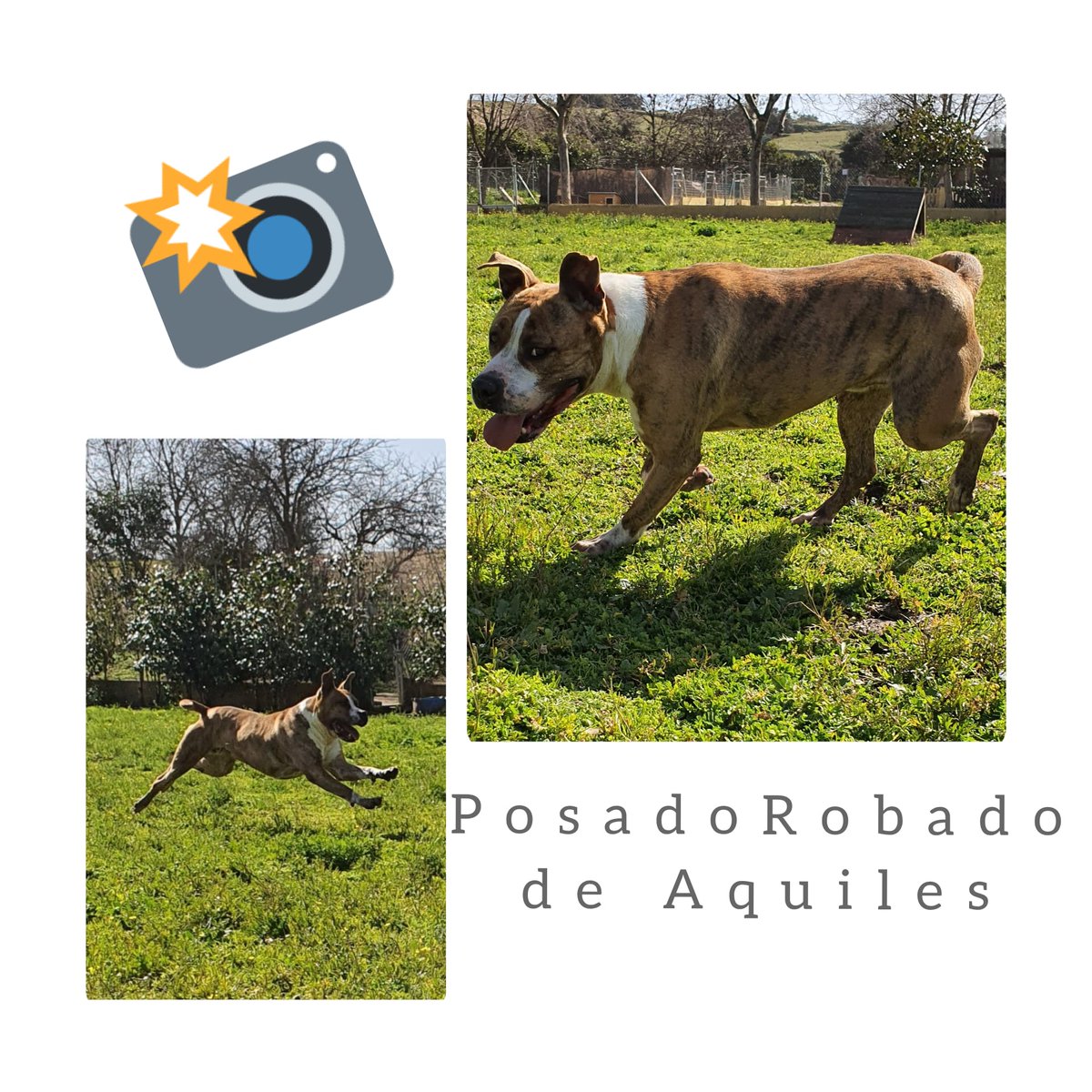 sensibilidadASA's tweet photo. ¡HOLA TWITTEROS SOY AQUILES!
Llevo mucho esperando una #familia .Tengo 5 años #mixpit soy grandote pero soy todo #amor
Mi #adopcion requiere licencia.
Soy sociable y jugueton.
¿Me #adoptas ?
Para conocerme escribe a @sensibilidadASA
#dogs #DogsofTwittter https://t.co/eXFcZyVnol