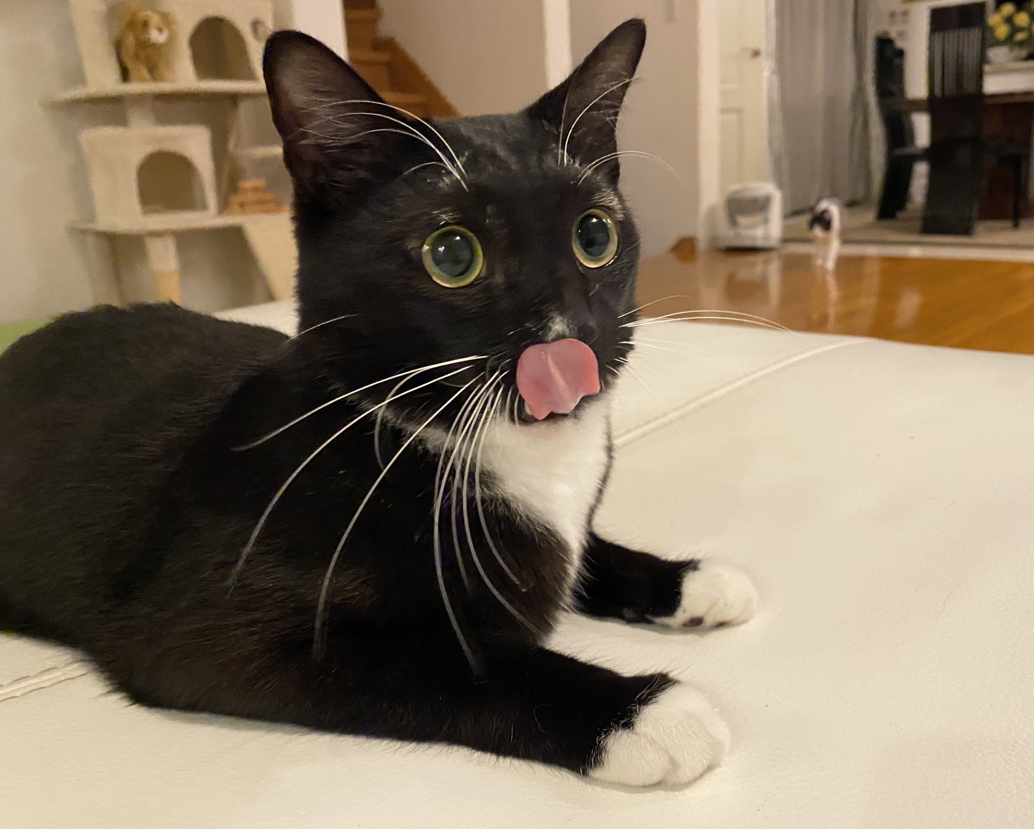 ♡黒猫( ΦωΦ )♡とまとめ あずき🐾 on X: 