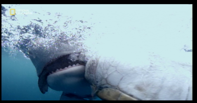 サメ映画のtwitterイラスト検索結果