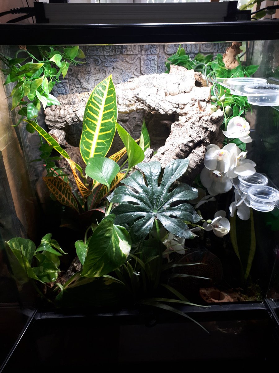 weasleys_the's tweet image. Hoomum has been doing stuff in my home so Im hiding. My sister Fred doesn't seem umpressed with the intrusion either #miniupgrade