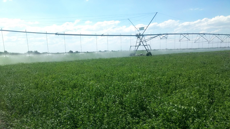 En España, más de la mitad del agua agrícola se usa en cultivos herbáceos. Los 4 herbáceos con mayor superficie regada son maíz (casi todo para ganado) cebada (casi toda para ganado) trigo (~mitad para ganado) y alfalfa (~toda para ganado). Fte. MAPA