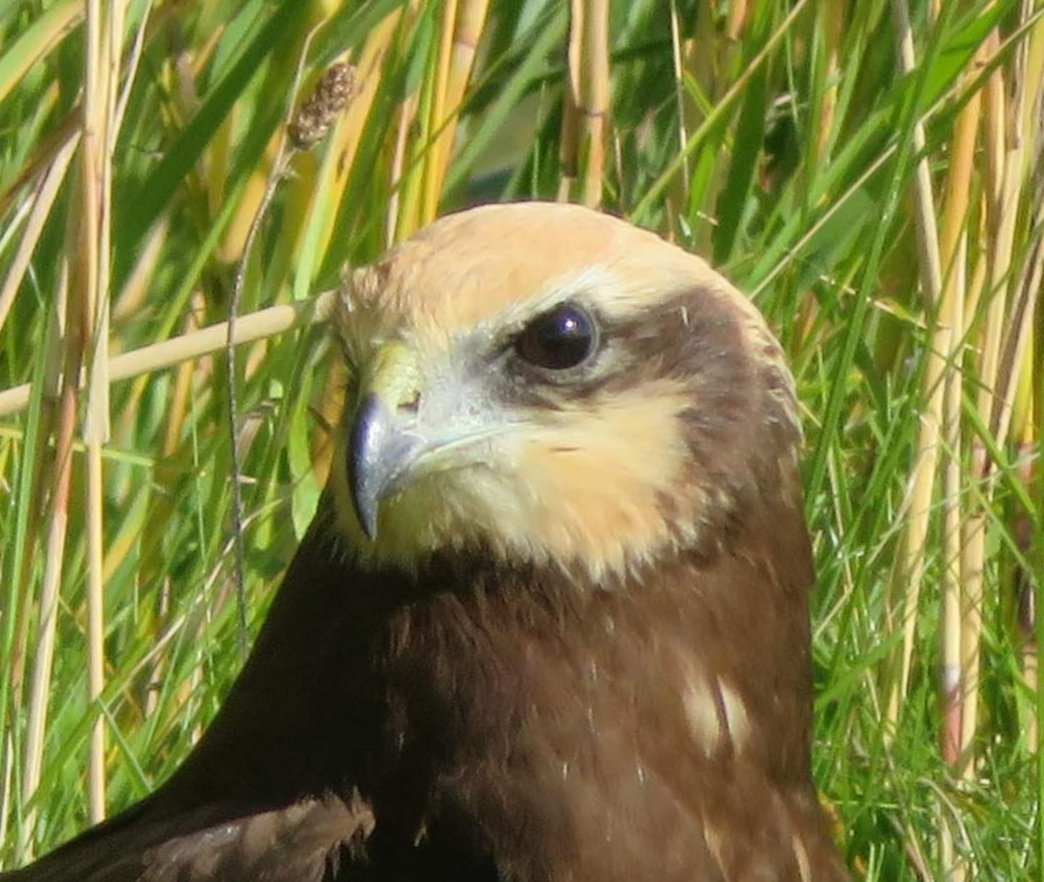 It moaie goudene kopke fan in jonge Hoanskrobber #bruinekiekendief