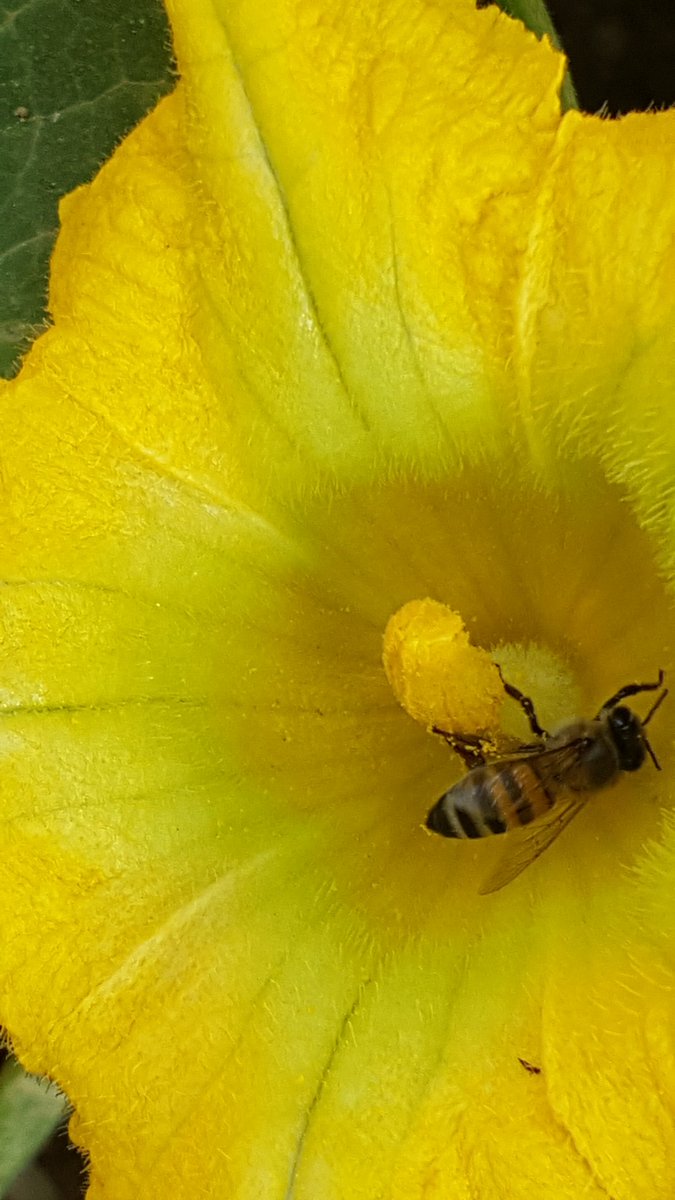 Ojijaf's tweet photo. We protect environment from land use changes and invasive species for pollinators #BeeSHOt #Mbey #Tanzania @MUST_MBEYA https://t.co/2RmORrDtKq