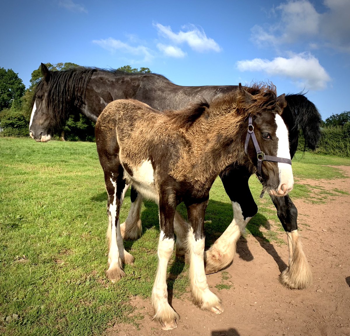 Cotebrook Shire Horse Centre tweet media