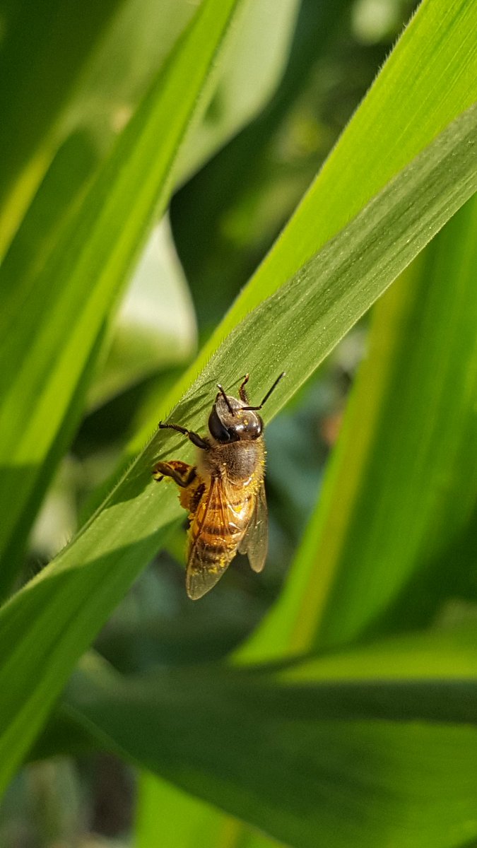 Ojijaf's tweet photo. We protect environment from land use changes and invasive species for pollinators #BeeSHOt #Mbey #Tanzania @MUST_MBEYA https://t.co/2RmORrDtKq