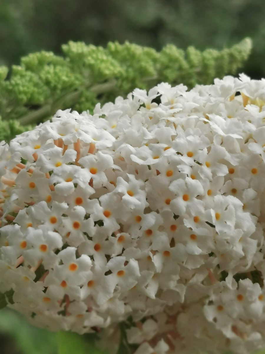 MarkLaneTV's tweet photo. A dash of white #inmygarden this morning at 6am. I love this time of year, especially in my white borders. @BBCMorningLive @qvcuk @GardenNewsmag @PlatinumMagUK @Stannah @GYOmag @waitrose @PrimroseUK #whiteflowers #whiteborders #mygarden https://t.co/EuFuHBDWIU