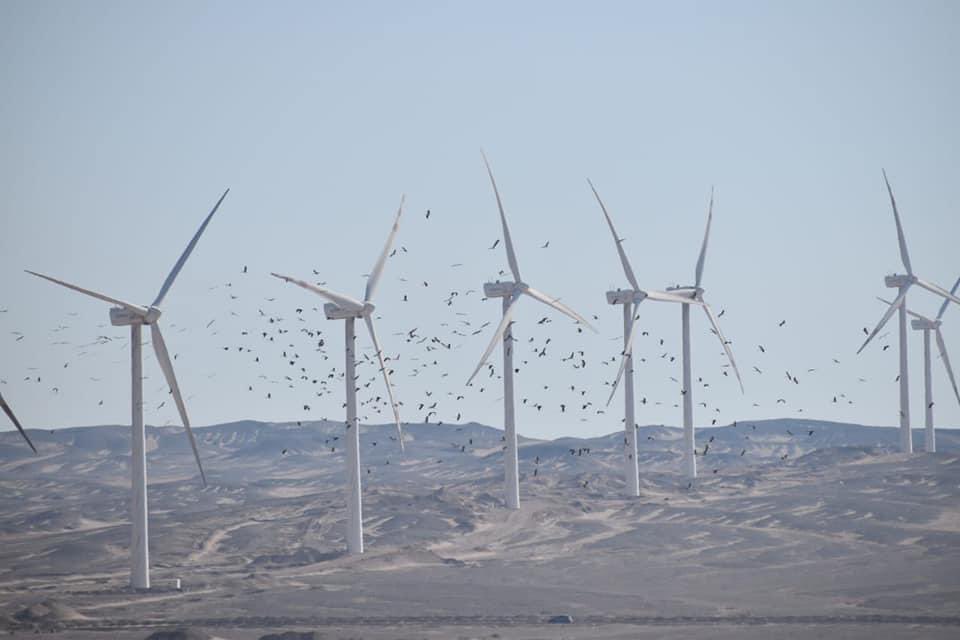 Hragy's tweet photo. Egypt temporarily switches off its wind turbines to protect migrating storks and other birds returning to Europe via Egypt in a most famous bird migration route.. https://t.co/uuhaOblJWf