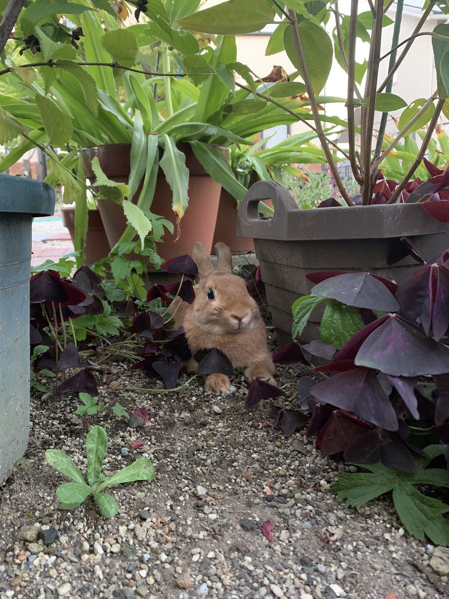 なかなかお家に帰ってくれません

#うさぎのいる暮らし 
#うさぎ