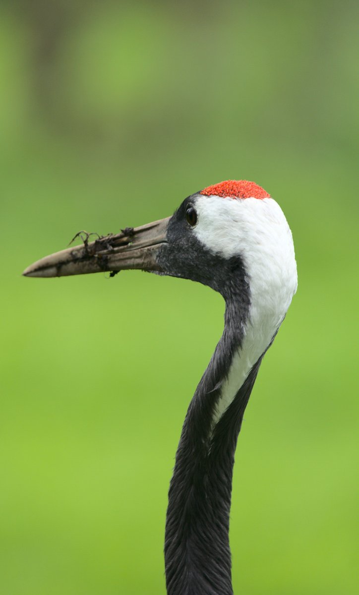 #birdphotography #birds #martinmere #ducks #wildlife #wildlifephotography #sony #nature #NaturePhotography #buttefly #flower #manchester
