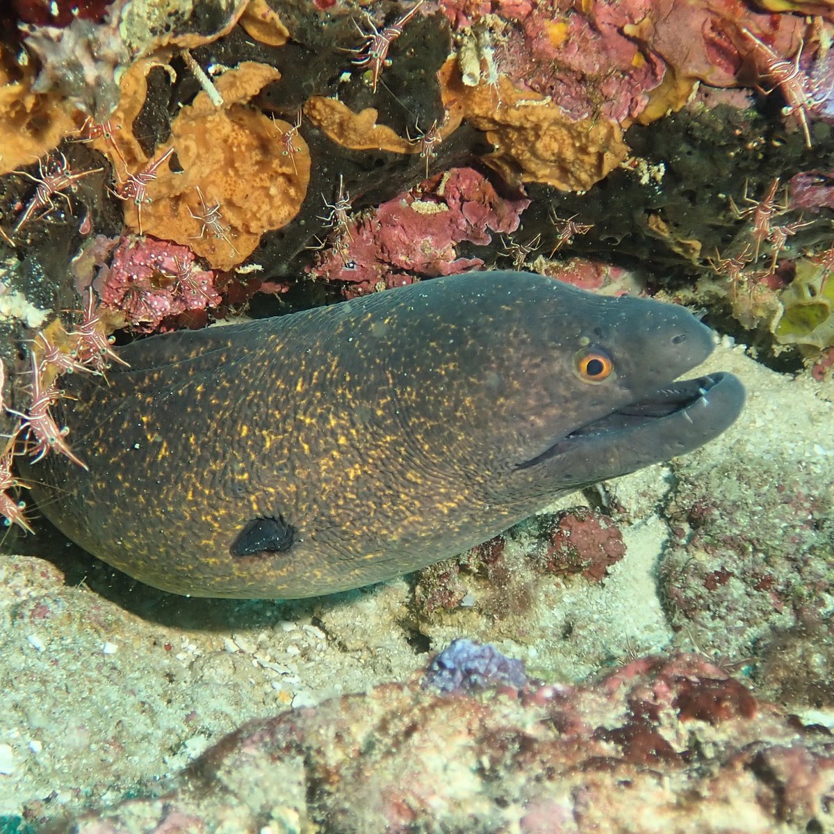DiveInDar's tweet photo. Murray Eel at Pinnacle dive site out of Dar Es Salaam
@thalassatz
#daressalaam #tanzania #diving #dive #underwaterphoto #uwphotography #underwaterphotography #underwater #scuba #scubadiving #scubadive #murray #murrayeel #eel #sponge #coral https://t.co/JkyQSSl1Ys