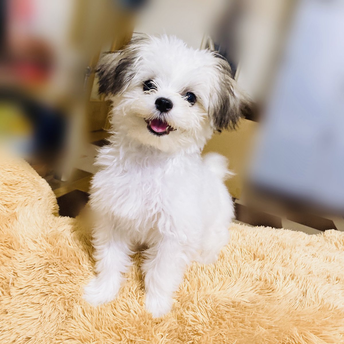 マルチワワのらんまるくん (@ranmarukun___) / Posts / X