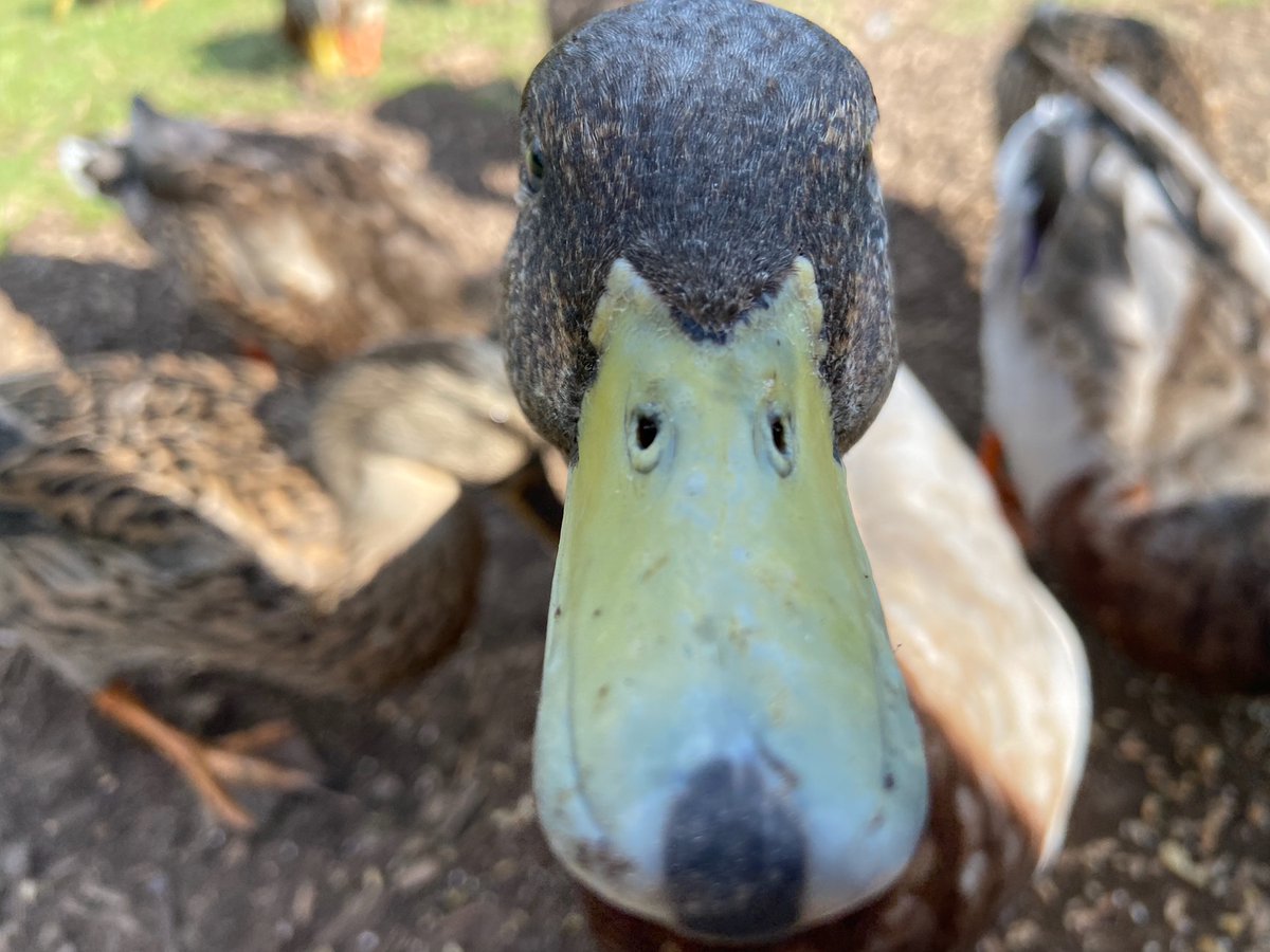 richieh's tweet photo. Local friendly duck coming for food and petting :) #caerphilly #localpond #ducks https://t.co/RvkHOWTXyC