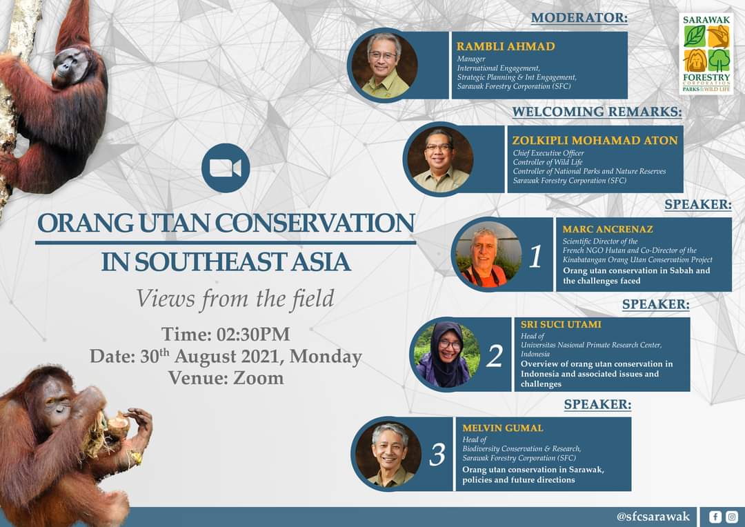 @sfcsarawak webinar on ‘Orangutan Conservation in Southeast Asia - Views from the Field’. Speakers from Sarawak, Sabah & Indonesia. 30 Aug 21, 2:30pm - 4:30pm (UTC/GMT +8) us06web.zoom.us/meeting/regist…, or live stream SFC Facebook @whitleyawards @arcusgreatapes @conservationoptimism