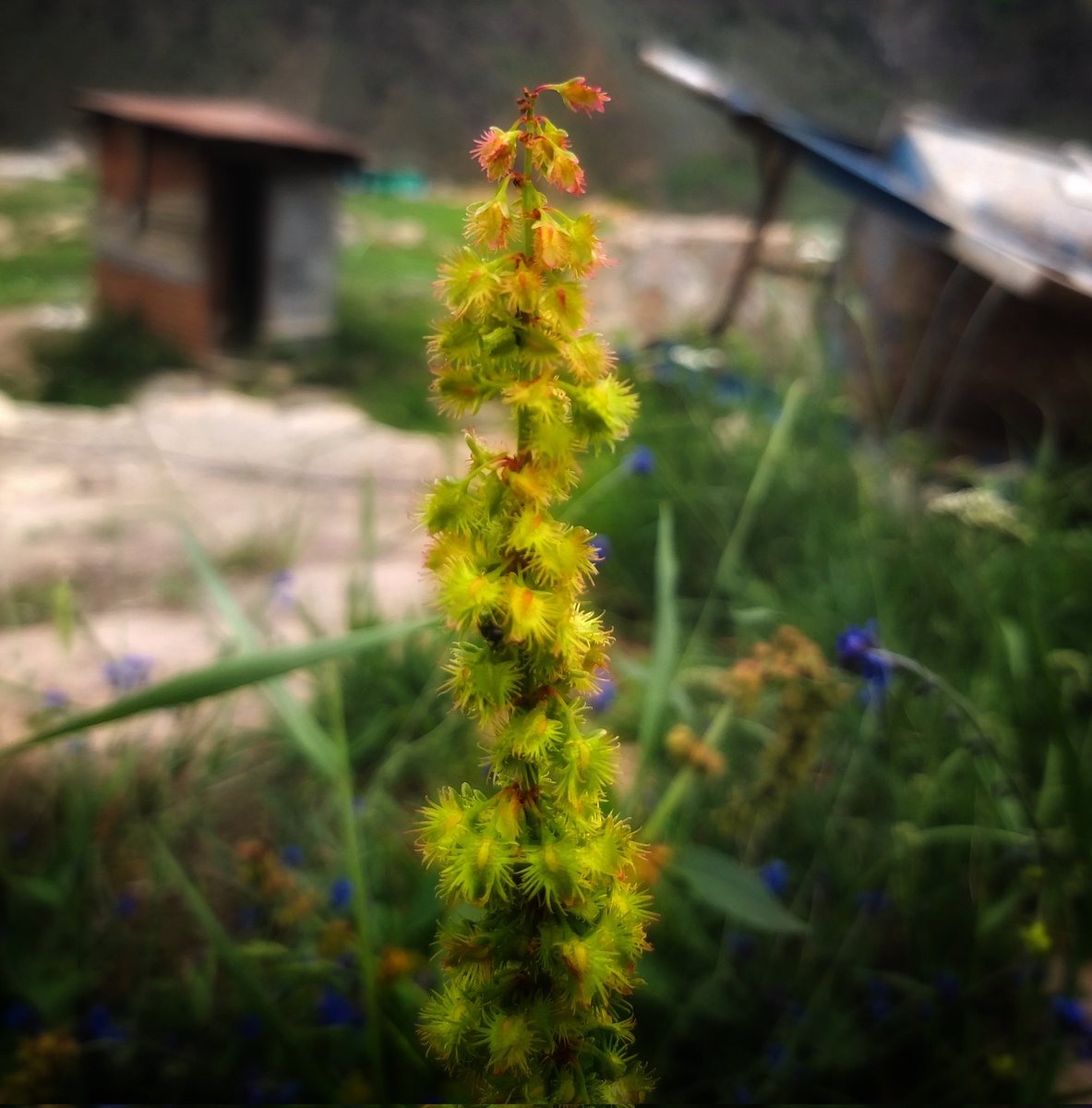 Saleeem_pitafi's tweet photo. #photographychallenge #photographers_of_india #photoeveryday #nightphotography #naturephoto #travelphoto #photostudio #photography📷 #photooftheday #PhotoEditingChallenge #photographer #iamsaleem #folwer #flowerphotography #flowerstalking #folwerphotography #flowerofevil https://t.co/rREos5fTUS