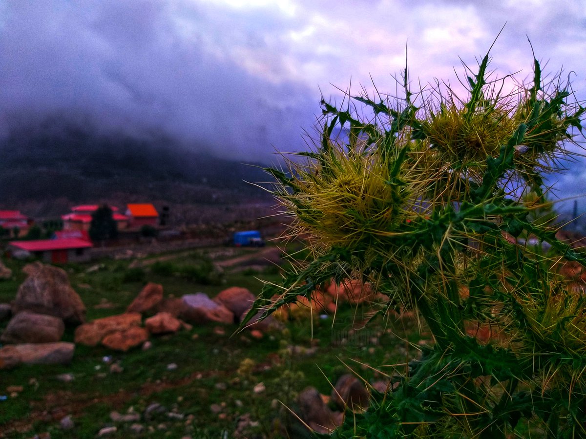 Saleeem_pitafi's tweet photo. #photographychallenge #photographers_of_india #photoeveryday #nightphotography #naturephoto #travelphoto #photostudio #photography📷 #photooftheday #PhotoEditingChallenge #photographer #iamsaleem #folwer #flowerphotography #flowerstalking #folwerphotography #flowerofevil https://t.co/rREos5fTUS