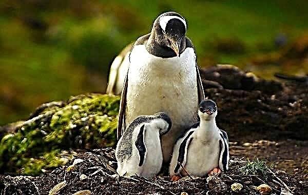 Sure Some Saw It For The First Time In Their Lives | পেঙ্গুইন পাখি তার বাচ্চা পালন | 
youtu.be/RgBaQlDV3nQ