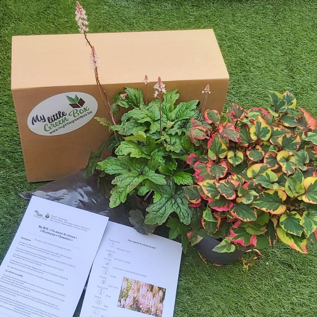 MyLittleGreenB2's tweet photo. 𝑵𝒐𝒕𝒓𝒆 𝒅𝒆𝒓𝒏𝒊è𝒓𝒆 𝒃𝒐𝒙 "𝑼𝒏 𝒂𝒎𝒐𝒖𝒓 𝒅𝒆 𝒗𝒊𝒗𝒂𝒄𝒆𝒔"
🌱🌺🌿🌼🌱

Vous y avez trouvé un Houttuynia cordata "Chamaleon" et une Tiarella "Pink Skyrocket" 🌿🌿🌿

Vous pouvez dès à présent commander nos prochaines box's 😊
https://t.co/CV4dCqEbqa 
#mylittlegreenbox https://t.co/DhM8HOUb9e