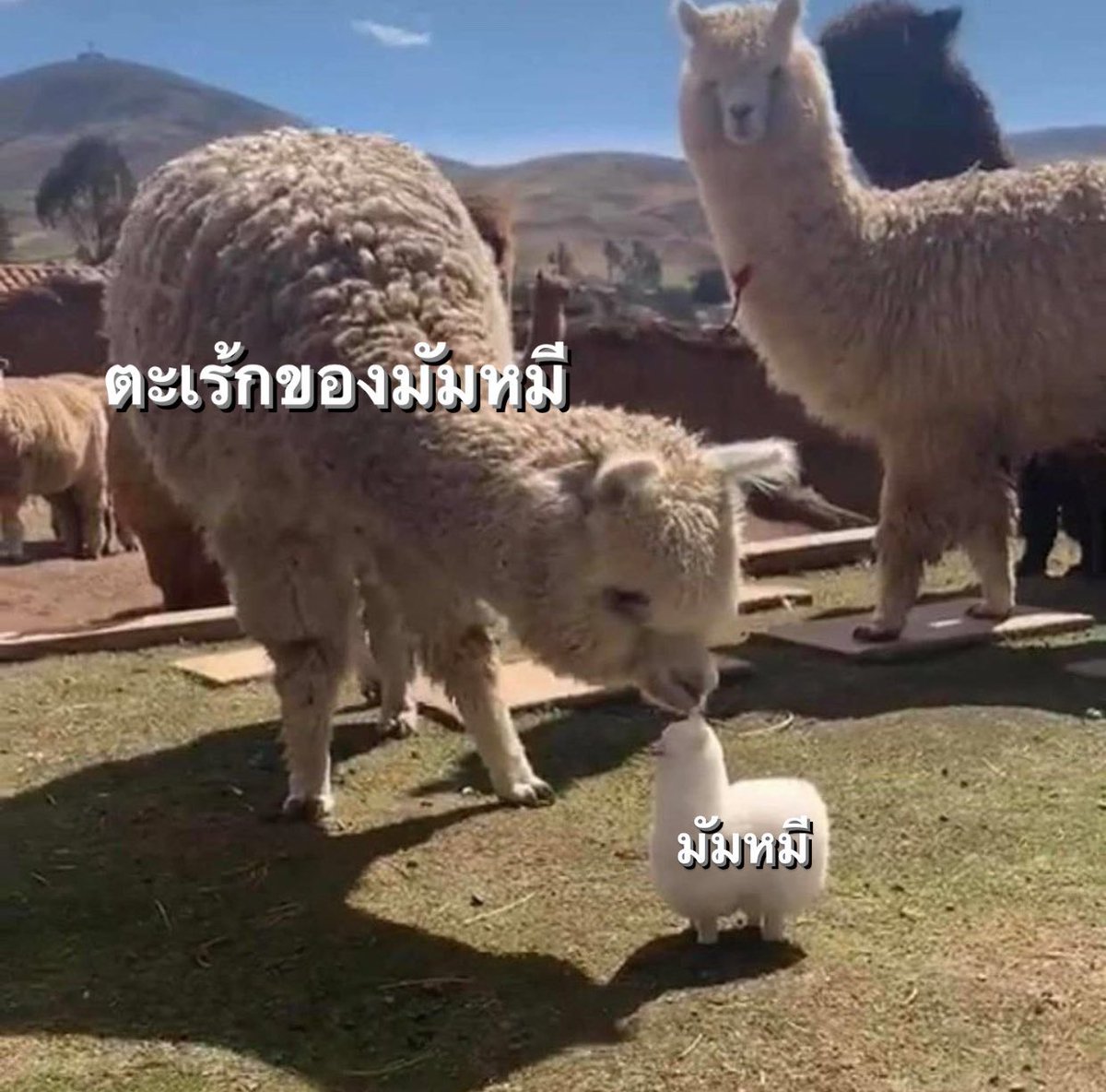⋄ 내우 ꒰◍ˊꈊˋ◍꒱ tweet media