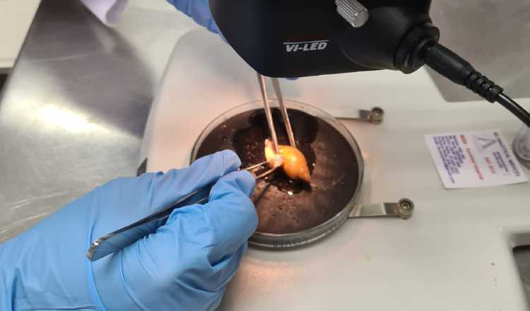 Descartan presencia de Caracol Gigante en Panamá - bit.ly/3BkucMm