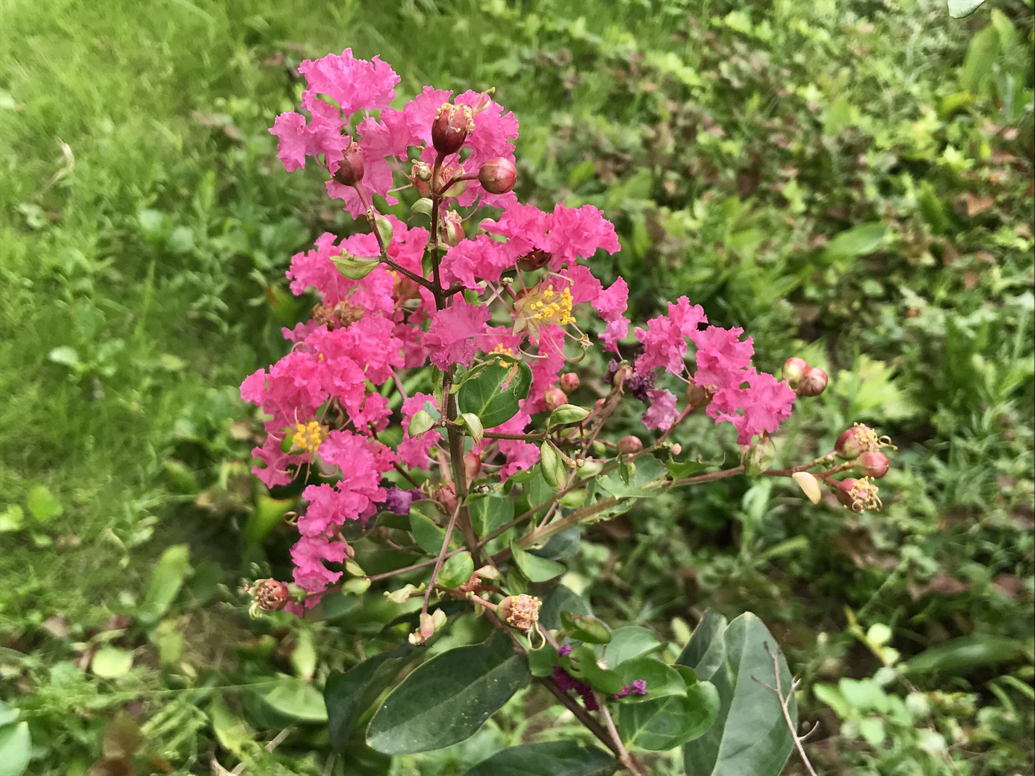 Nao Cumy なおくみ 西塔紅美 ハープシンガー ハープソング 百日紅の日常 その６ 咲き誇る百日紅と 今にも花開こうとしている蕾 百日紅 サルスベリ 8月29日の誕生花 地球を感じる 自然を感じる 生命の息吹 T Co Tglk8q8bps Twitter