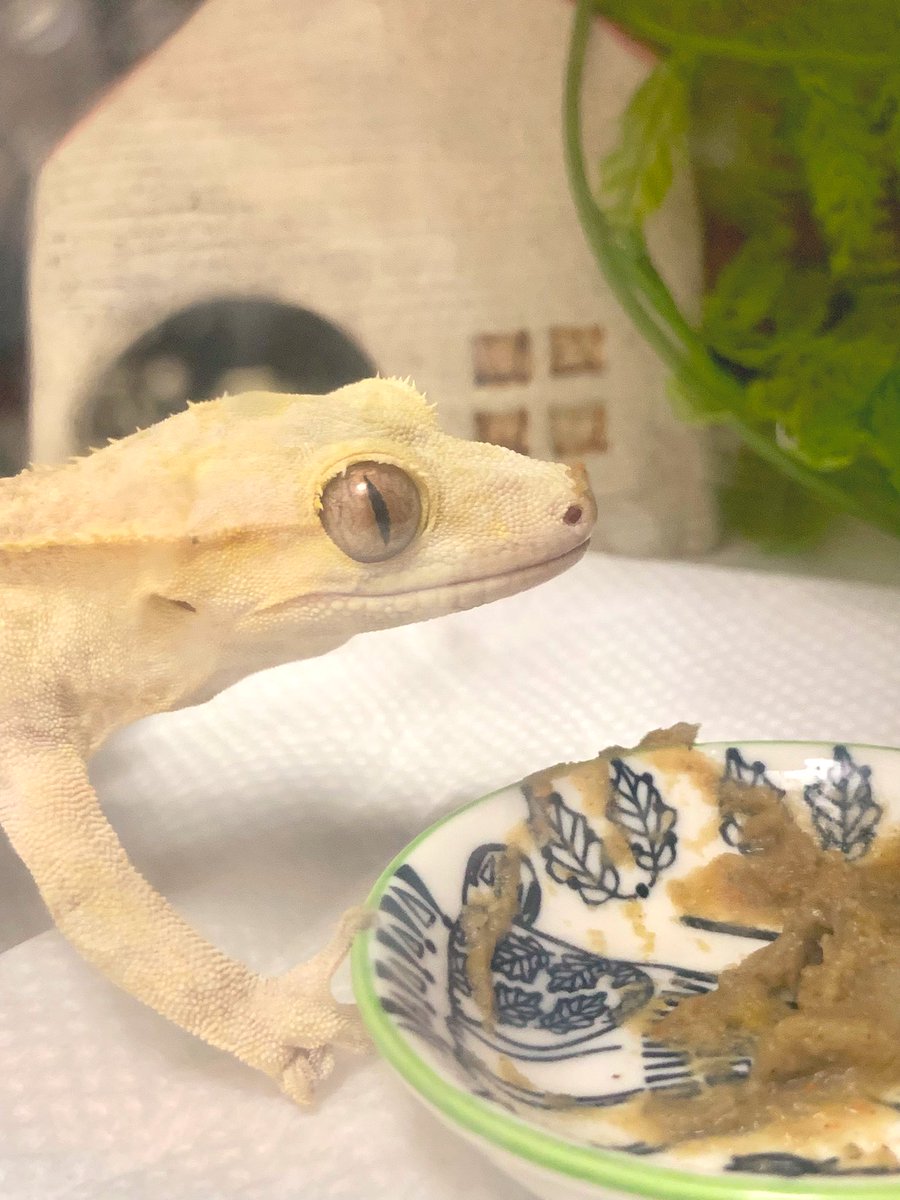 はなにおべんとついちゃった