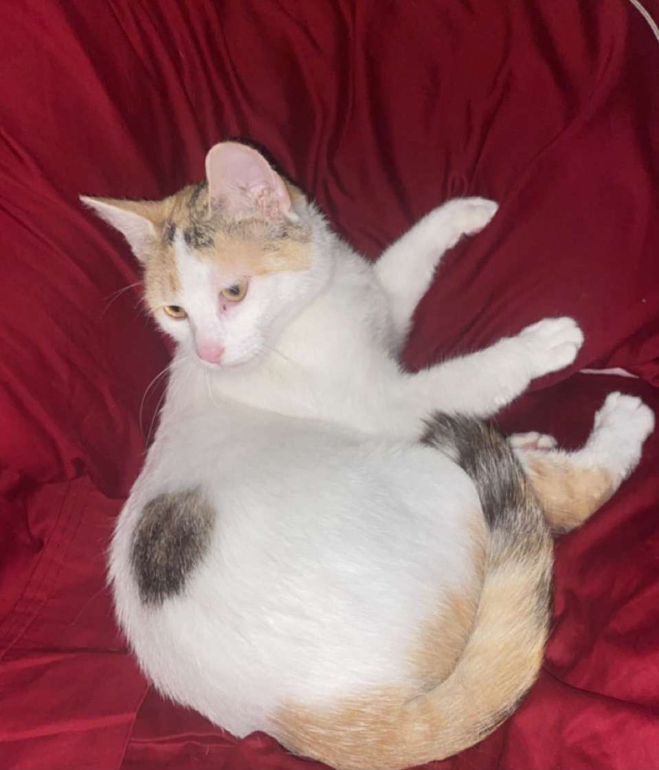 catcarmack's tweet photo. ‼️Missing Cat in Kent Area‼️

If anyone has seen my baby please let me know immediately ): she has been missing for a ab a day, she’s an indoor cat but she is chipped! I need my sweetie back 💔 any info or shares helps &amp; is greatly appreciated🥺 https://t.co/ibKszb7PmA