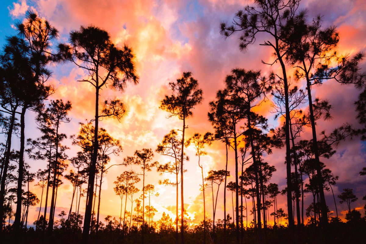 Anthsleiman's tweet photo. If you don’t believe there’s something magical in the Everglades, go take a sunset in the Pinelands and you’ll find what you have been missing this whole time. #everglades #nationalpark https://t.co/KTEC0O0Gj3