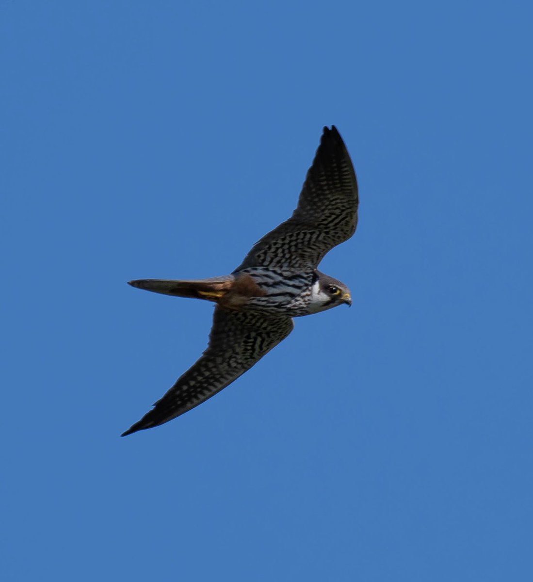 A hobby, flying around Old Oswestry hillfort. #birdwatching @ThePhotoHour @Natures_Voice #BreakfastBirdwatch @GARDENATURE @ukgardenbirds @iNatureUK @BirdWatchingMag @ShropsWildlife @EnglishHeritage