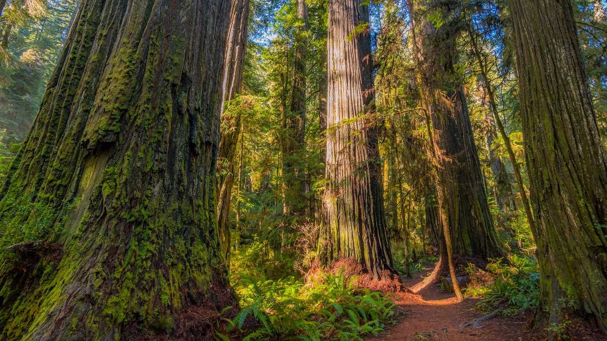 Earth911's tweet photo. As logging continues in many of the few remaining old growth forests, many believe these biodiverse ecosystems are worth more standing. Here's a few reasons why.
#Sustainability #Livegreen #Ecofriendly #Foresting #Stopdeforestation #Deforestation 
https://t.co/RQwewnqfJh https://t.co/YcIqmg0zmg
