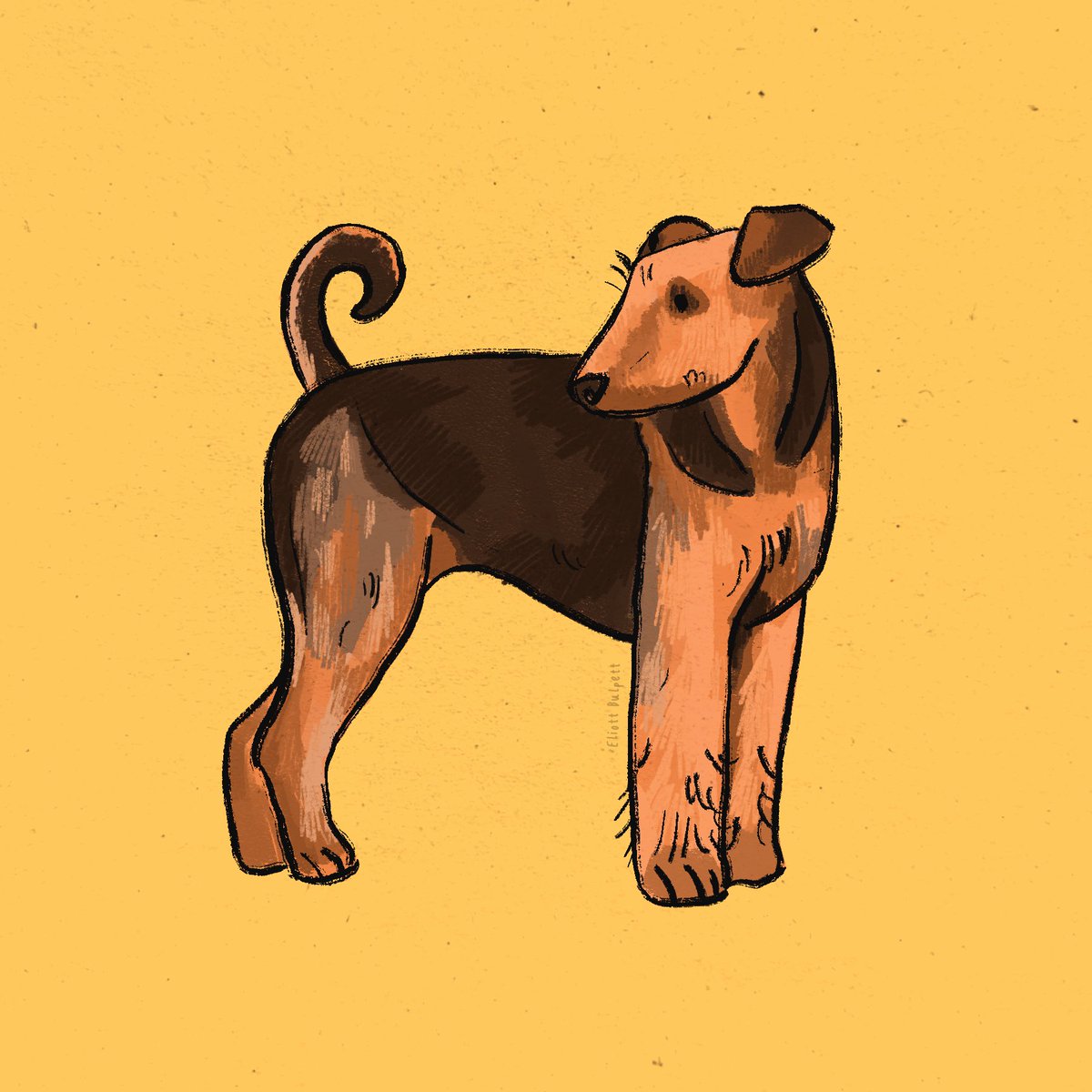 eliottbulpett's tweet photo. Day 29! Airedale
#edcdoggust #doggust2021 @DogsInAugust https://t.co/tiKXScpciw
