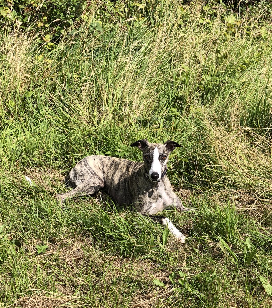 Just taking 5 while out for a walk