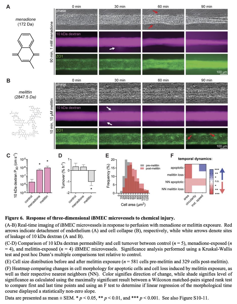 LinvilleRaleigh's tweet image. We apply these models to visualize the dynamics of #tightjunctions and barrier function during homeostasis and injury.  Homeostasis, wound healing, oxidative stress induction, and peptide injury display unique tight junction behaviors, turnover rates, and permeabilities.