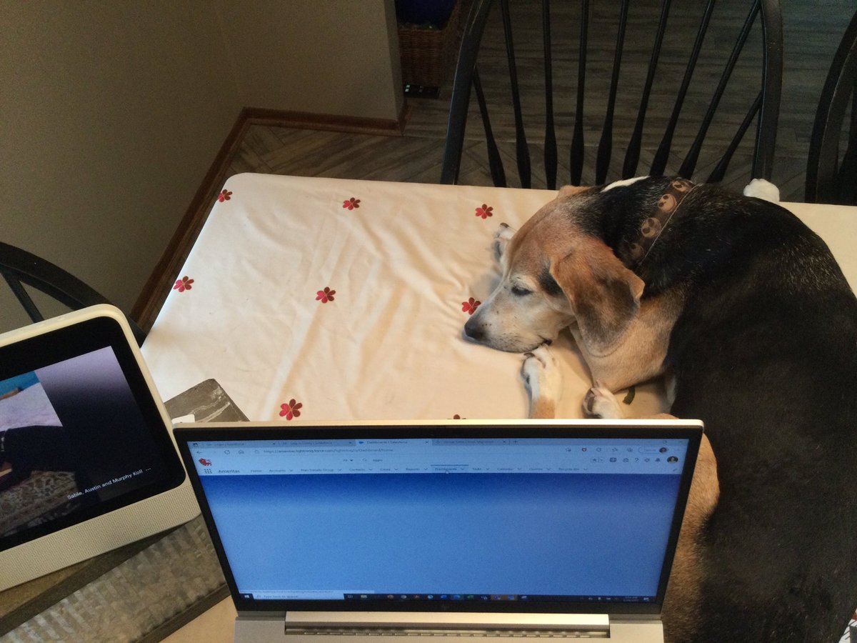 kip2malu's tweet photo. Since mom is going to be on the computer during Snuggle Sunday, she put a pillow and chair by her. Give a Beagle an inch, they take a mile. #AustinDog #Beagle #FantasyFootballDraft #dogsoftwitter https://t.co/KnPFQTOw53