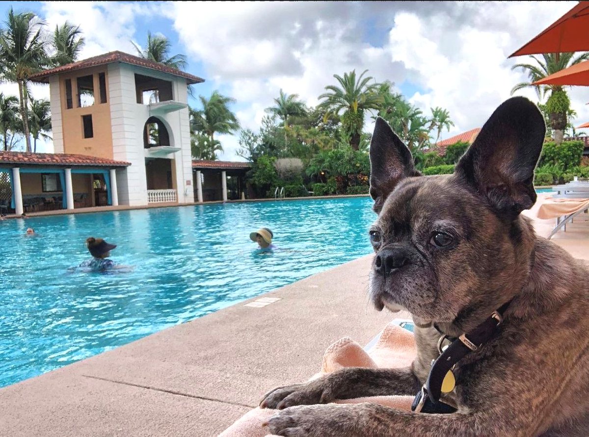 BiltmoreHotel's tweet photo. Sundays are for the good boys and girls πΆ
πΈ @eddie.pigbunny.benstead
#travelingdogs #dogsoftwitter #preferredhotelsandresorts #preferredlife https://t.co/pJc5jZmpxD