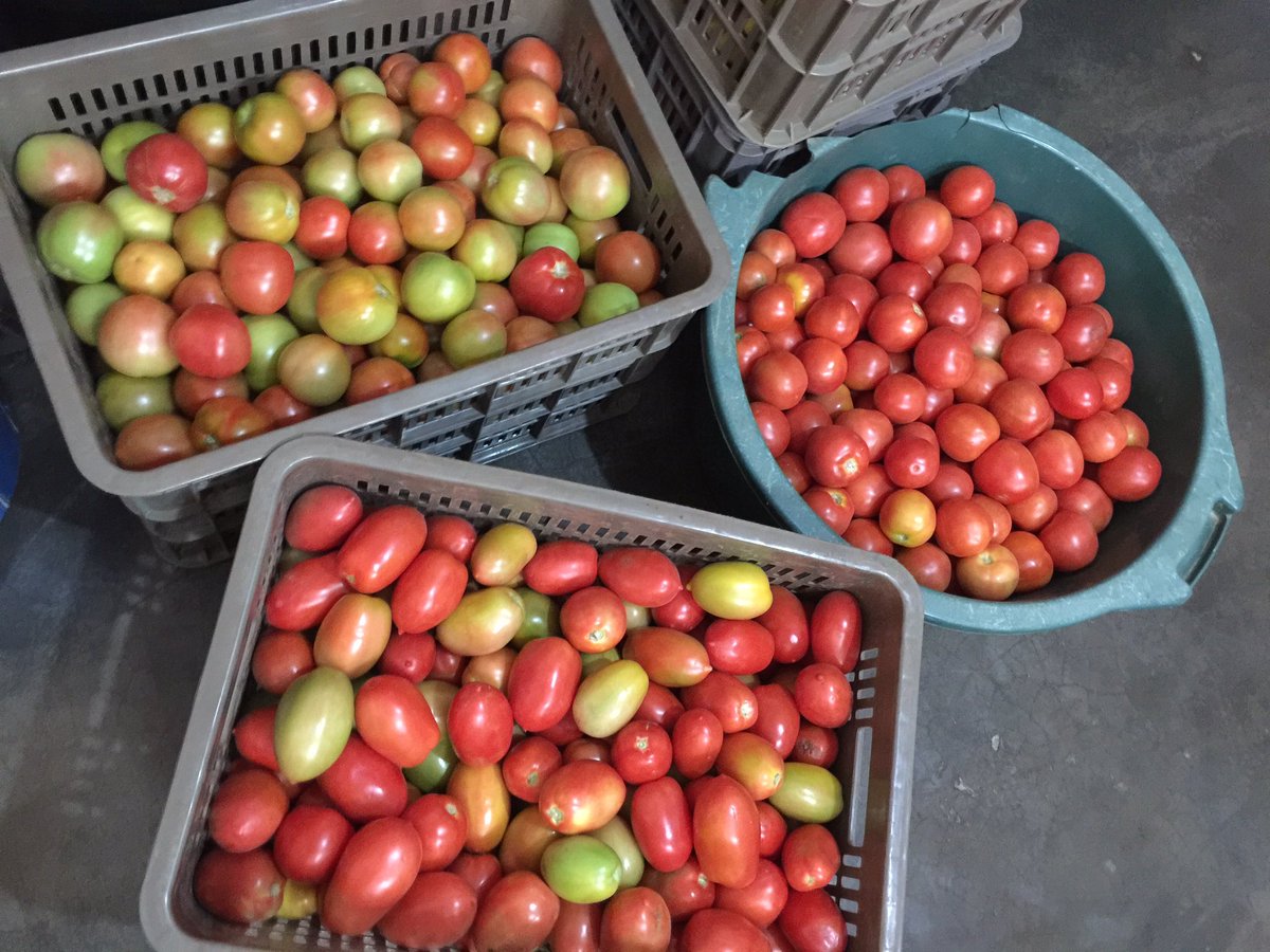 TalentMGo's tweet photo. Hey guys, I am selling tomatoes and they are going for $10 per crate. Please support my hustle and also RT my next customer might be on your TL. T for Thanks. https://t.co/Fnx4Q8VdLQ