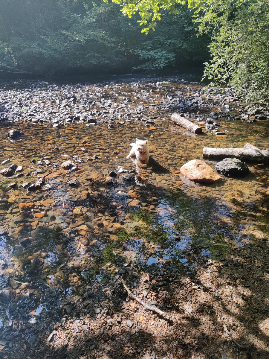 SaraNelsonRGN's tweet photo. Lovely morning walking #NusesActive @WeNurses #WeActiveChallenge #nhs1000miles https://t.co/Q4le55Zi3N