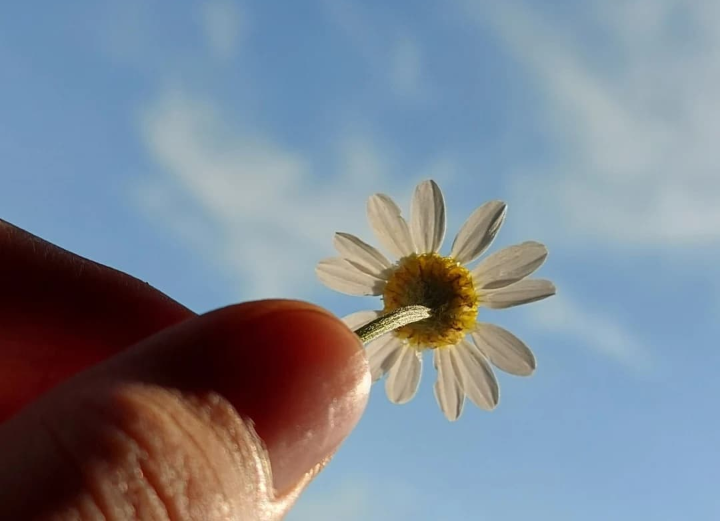 Bir papatyanın acısını dinliyorum.
"Gökyüzü gitgide genişliyor."🌼