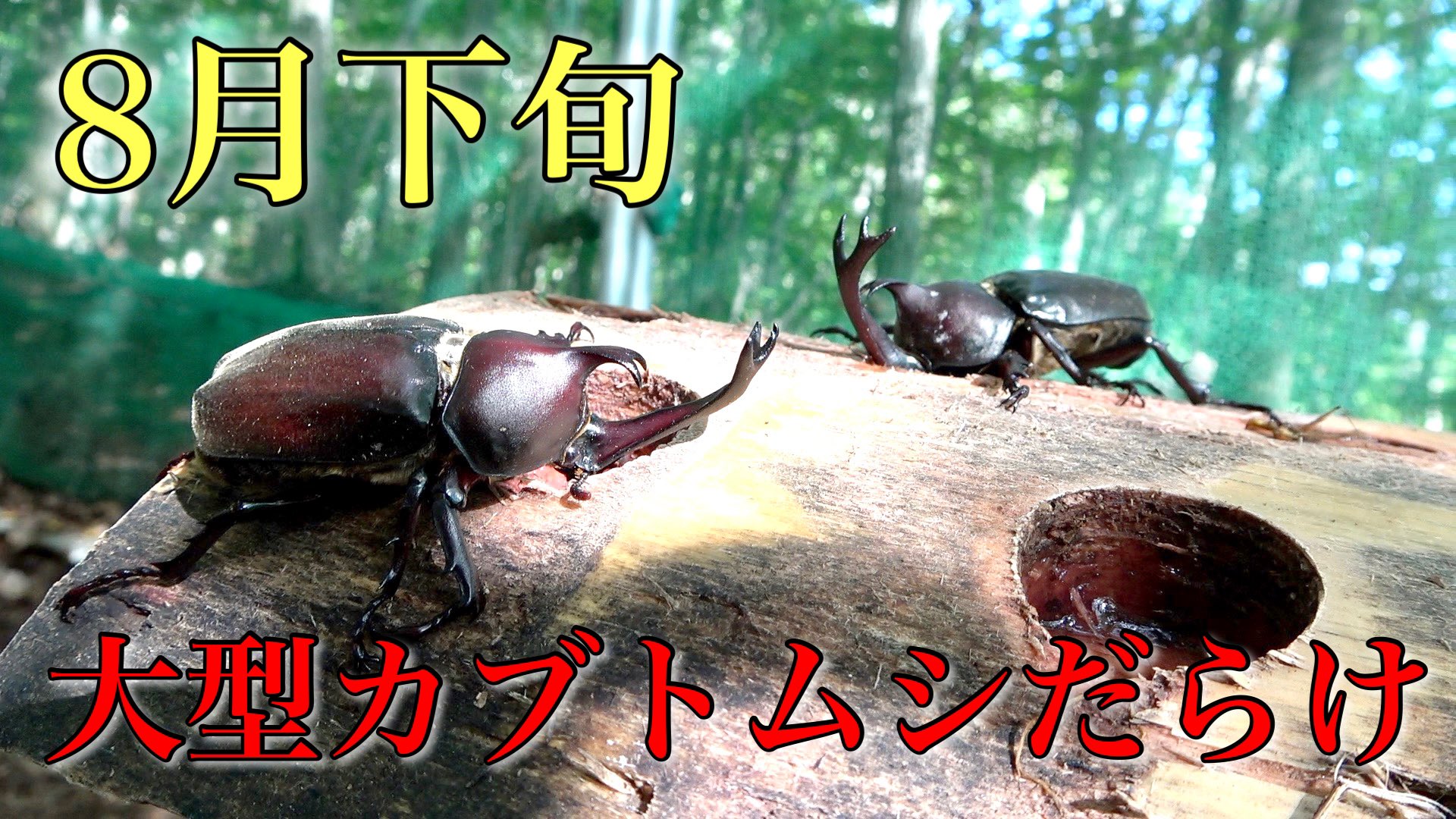 カブトン 分身だけど公式 Kabu Ton Twitter