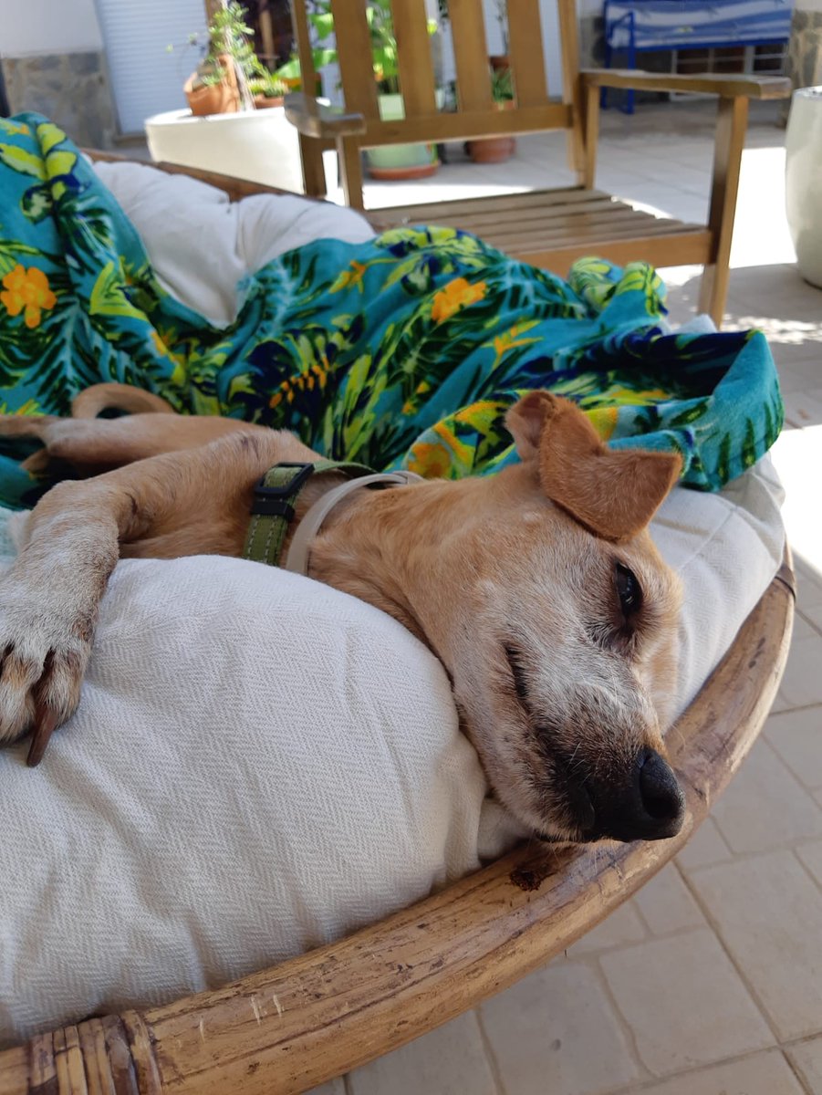 Tyrion es un perro genial, muy obediente, busca constantemente el contacto humano, muy cariñoso con todo el mundo, apto con gatos, tiene un tamaño pequeño-mediano (8kg), y para ser feliz solo necesita un huequito en el sofá a tu lado 🥰
📧 adopciones@adaana.com